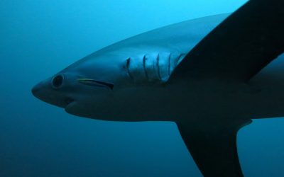 Buceo con el tiburón zorro en Malapascua