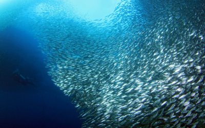 Qué ver y qué hacer en Moalboal: el paraíso del snorkel en Cebú