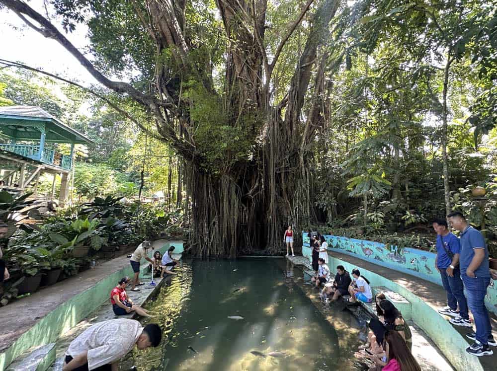 Limpieza de pies Old Balete Tree Siquijor