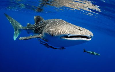 Dónde nadar con el tiburón ballena en Filipinas