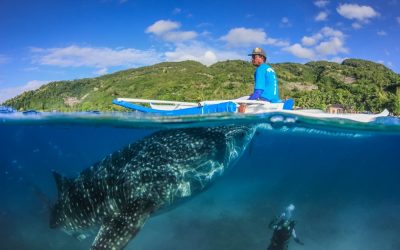 Tiburón ballena en Oslob, todo lo que necesitas saber