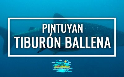 Nadar con el tiburón ballena en Pintuyan