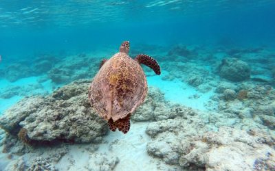 Excursión de snorkel en Balicasag