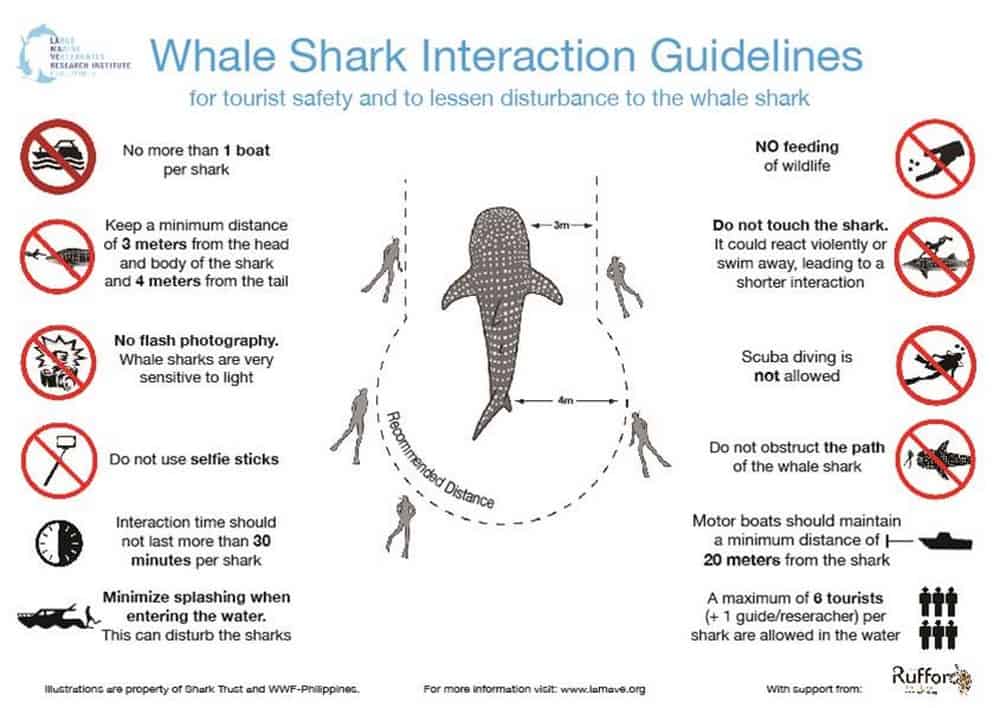 reglas de interacción tiburón ballena LAMAVE