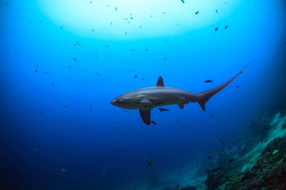 inmersión con el tiburón zorro