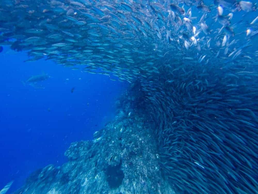snorkel banco sardinas napaling