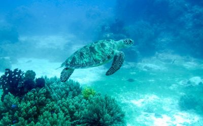 Los mejores sitios para hacer snorkel en Bohol y Panglao