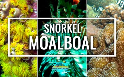 Dónde hacer snorkel en Moalboal: mejores sitios y consejos