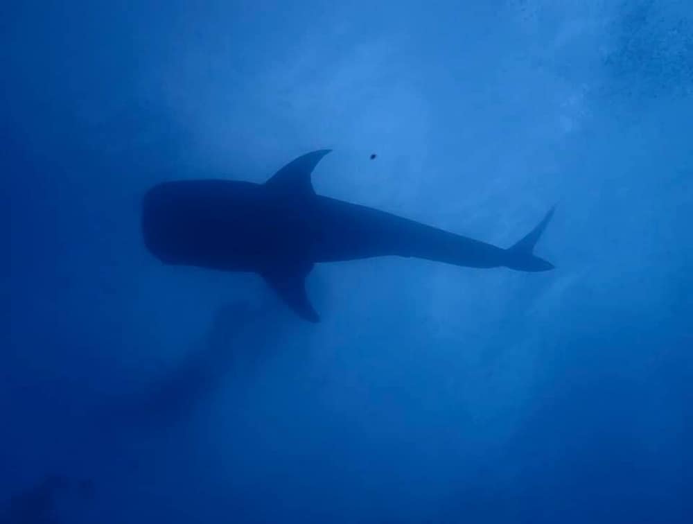 tiburón ballena Padre Burgos