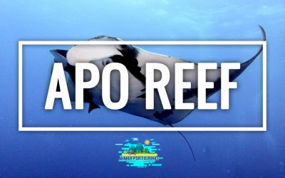 Guía de Apo Reef