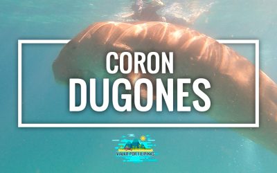 Cómo nadar con dugones en Coron (Busuanga)