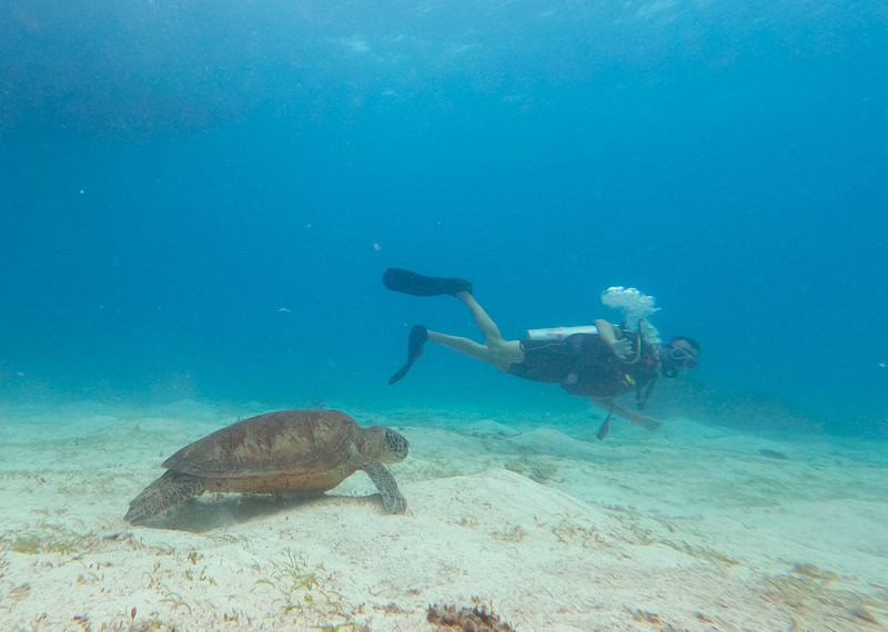 Guía de Buceo en Bohol