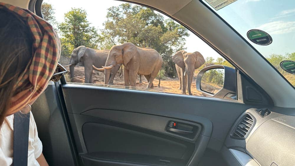 elefantes en un viaje por Sudáfrica